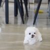 Lily Micro Maltese - Image 4