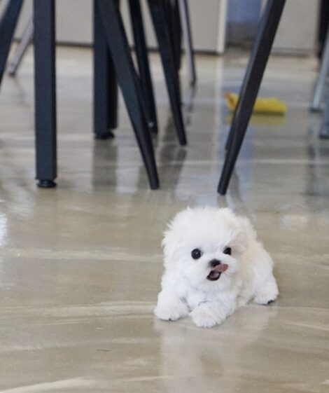 Lily Micro Maltese - Image 4