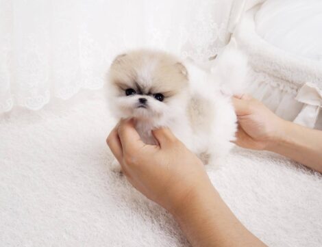 Nugget Micro Pomeranian - Image 6