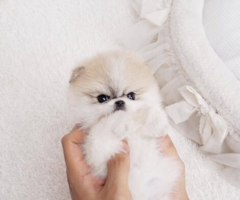 Nugget Micro Pomeranian - Image 5