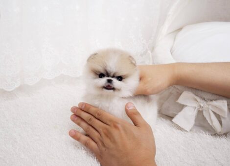 Nugget Micro Pomeranian - Image 4