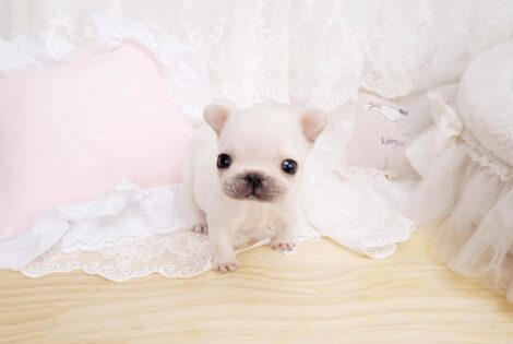 Lillian White Teacup Frenchie