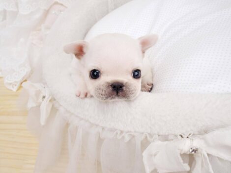 Lillian White Teacup Frenchie - Image 7