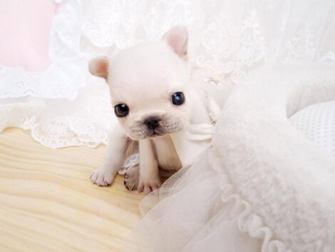 Lillian White Teacup Frenchie - Image 4