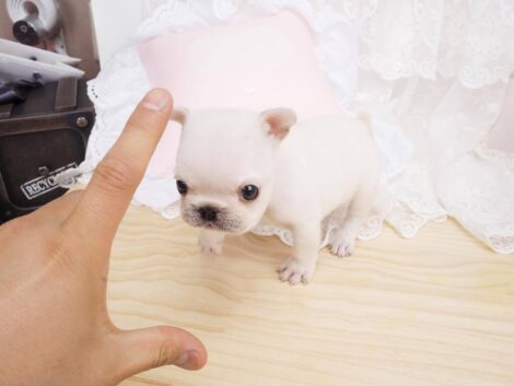 Lillian White Teacup Frenchie - Image 5