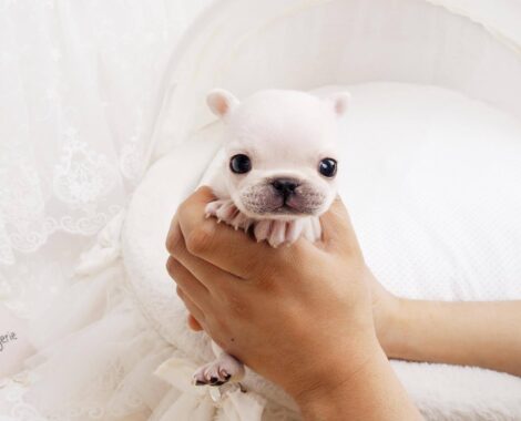 Lillian White Teacup Frenchie - Image 6