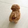 Amelia Cream Micro Poodle - Image 7