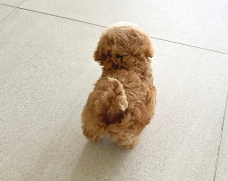Amelia Cream Micro Poodle - Image 7