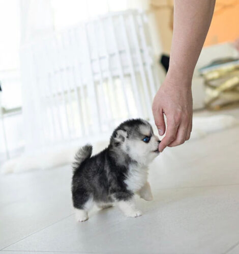 Kylie Teacup Pomsky - Image 5