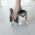 Kylie Teacup Pomsky