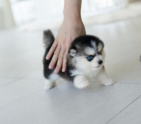 Kylie Teacup Pomsky