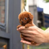 Nova Red Micro Teacup Poodle - Image 5
