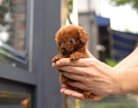 Nova Red Micro Teacup Poodle - Image 5