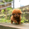 Nova Red Micro Teacup Poodle - Image 6
