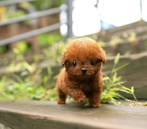 Nova Red Micro Teacup Poodle - Image 6
