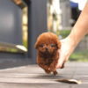 Nova Red Micro Teacup Poodle
