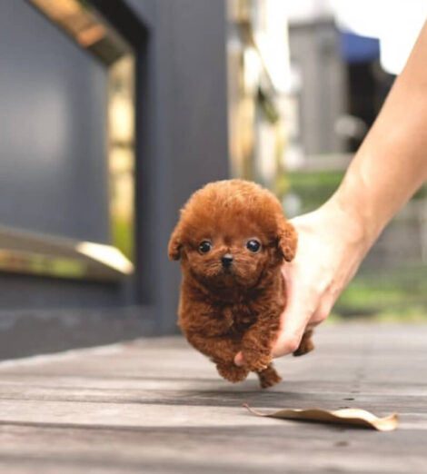 Nova Red Micro Teacup Poodle