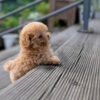 Amelia Cream Micro Poodle - Image 6