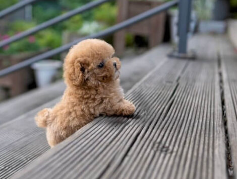 Amelia Cream Micro Poodle - Image 6