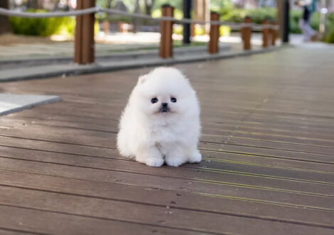 Hudson White Micro Teacup Pomeranian - Image 8