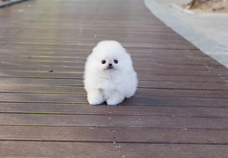 Hudson White Micro Teacup Pomeranian - Image 6