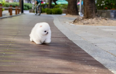 Hudson White Micro Teacup Pomeranian - Image 9
