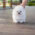 Hudson White Micro Teacup Pomeranian
