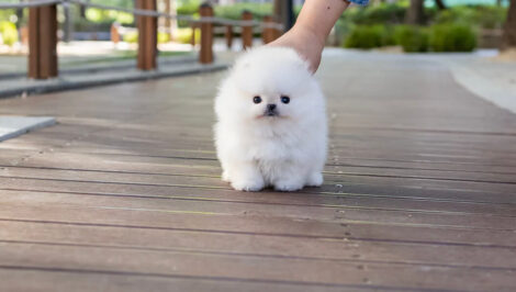 Hudson White Micro Teacup Pomeranian