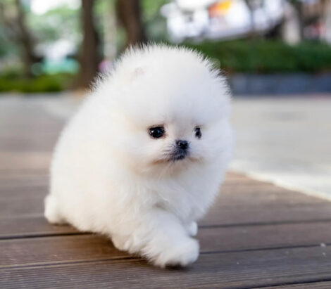 Hudson White Micro Teacup Pomeranian - Image 7