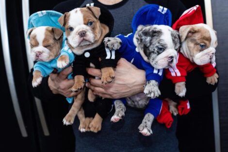 Dior Merle Micro English Bulldog - Image 18