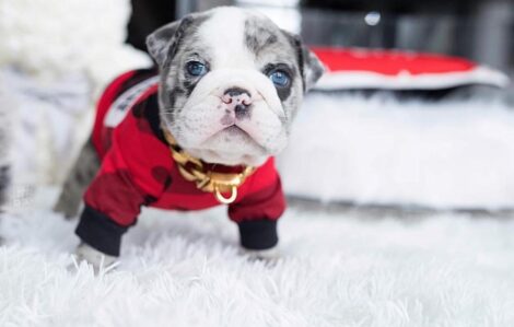 Dior Merle Micro English Bulldog - Image 19