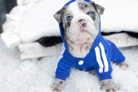 Dior Merle Micro English Bulldog - Image 3