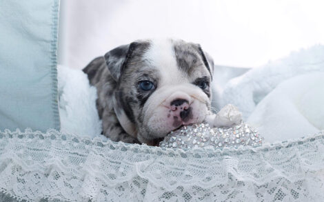 Dior Merle Micro English Bulldog - Image 16