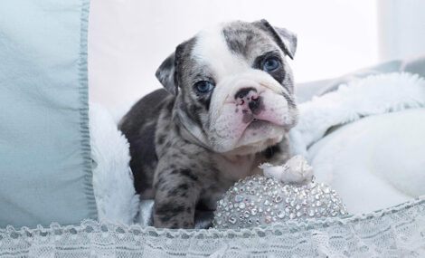 Dior Merle Micro English Bulldog - Image 20
