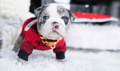 Dior Merle Micro English Bulldog - Image 7