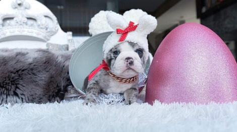 Dior Merle Micro English Bulldog - Image 12