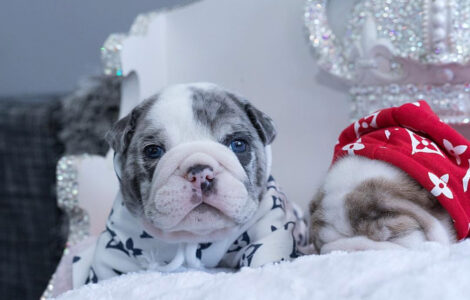 Dior Merle Micro English Bulldog - Image 14