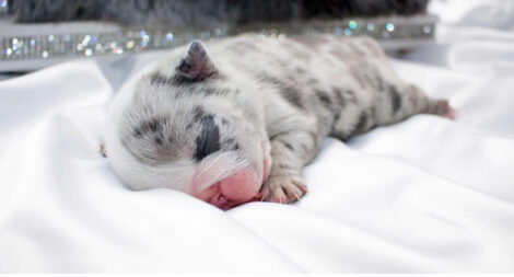 Dior Merle Micro English Bulldog - Image 11