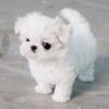 Lily Micro Maltese