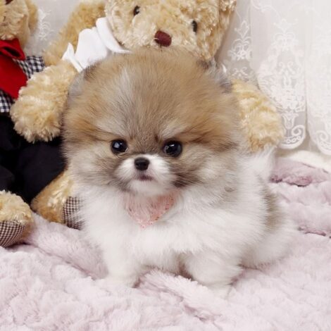 Nigel Teacup Pomeranian - Image 4
