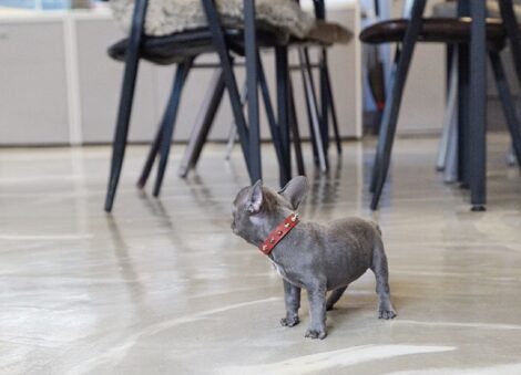 Fossi Blue Teacup Frenchy - Image 4
