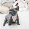 Faboo Blue Mini French Bulldog - Image 9