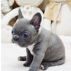 Faboo Blue Mini French Bulldog - Image 7