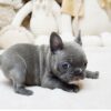 Faboo Blue Mini French Bulldog - Image 8