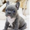 Faboo Blue Mini French Bulldog - Image 11