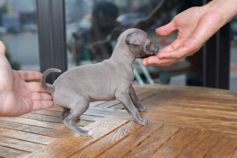 Ingred Teacup Italian Greyhound - Image 2