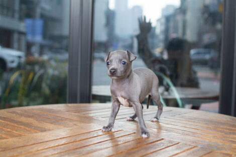Ingred Teacup Italian Greyhound - Image 3