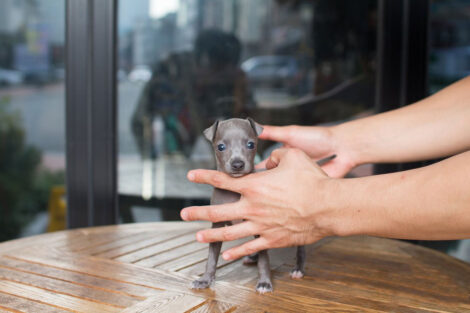Ingred Teacup Italian Greyhound - Image 4
