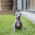 Ingred Teacup Italian Greyhound