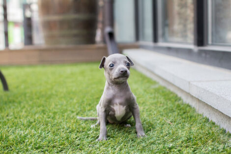 Ingred Teacup Italian Greyhound